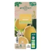 Citronnier Meyer:AB Conteneur 3 Litres