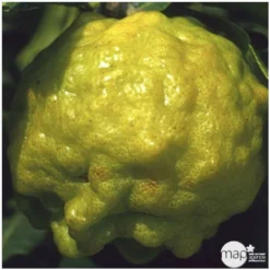 Combava AB :conteneur 3 Litres -Jardin Luxueux Pas Cher Magasin 493533 004