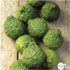 Combava AB :conteneur 3 Litres -Jardin Luxueux Pas Cher Magasin 493533 005