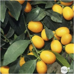 Kumquat : Ctr 3 Litres, Agriculture Biologique -Jardin Luxueux Pas Cher Magasin 493534 001