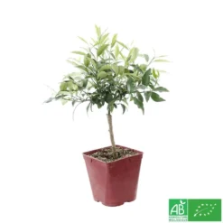 Kumquat : Ctr 3 Litres, Agriculture Biologique -Jardin Luxueux Pas Cher Magasin 493534 003