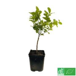 Limettier ' Mexicaine':AB Conteneur 3 Litres -Jardin Luxueux Pas Cher Magasin 493535 003