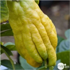 Main De Bouddah:AB Conteneur 3 Litres -Jardin Luxueux Pas Cher Magasin 493536 001