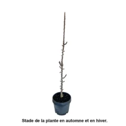 Pommier Colonnaire 'Chenonceau'®: Conteneur 12 Litres -Jardin Luxueux Pas Cher Magasin 498583 002