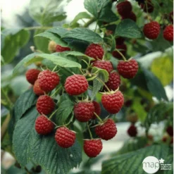 Framboisier 'Héritage' : Pot De 5 Litres -Jardin Luxueux Pas Cher Magasin 523572 002