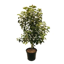 Pommier Reine Des Reinettes : Fuseau 3 Ans D'âge Ctr 20L -Jardin Luxueux Pas Cher Magasin 531713 004