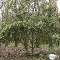 Eriobotrya 'Japonica': Ctr 18L -Jardin Luxueux Pas Cher Magasin 532439 003