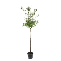 Cognassier: ½ Tige, 4-5 Ans, H 170-180 Cm -Jardin Luxueux Pas Cher Magasin 53339 003
