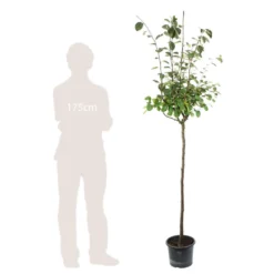 Cognassier: ½ Tige, 4-5 Ans, H 170-180 Cm -Jardin Luxueux Pas Cher Magasin 53339 004