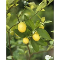 Limequat:AB Conteneur 3 Litres -Jardin Luxueux Pas Cher Magasin 536191 003