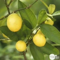 Limequat:AB Conteneur 3 Litres -Jardin Luxueux Pas Cher Magasin 536191 004