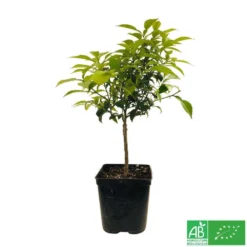 Yuzu AB:pot 3L -Jardin Luxueux Pas Cher Magasin 540978 005