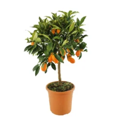 Kumquat : H.40/60 Cm - Pot De 5 Litres -Jardin Luxueux Pas Cher Magasin 619976 003