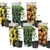 Assorti De 6 Citrus - Pot ⌀9 Cm - H.25-40cm (hauteur Pot Incluse)