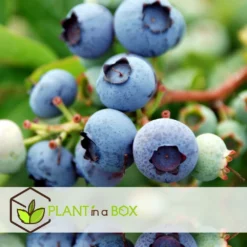 Set De 3 Myrtilliers - Pot ⌀9cm - H.25-40cm (hauteur Pot Incluse) -Jardin Luxueux Pas Cher Magasin 628bd093053507.16533773