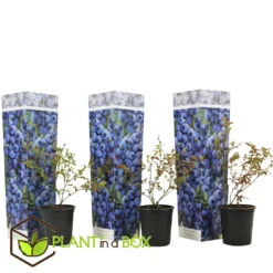 Set De 3 Myrtilliers - Pot ⌀9cm - H.25-40cm (hauteur Pot Incluse) -Jardin Luxueux Pas Cher Magasin 628bd0930ceaf9.98756742