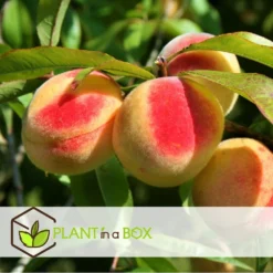 Arbre Fuitier - Pêcher - Pot ⌀15cm - H.60-70cm (hauteur Pot Incluse) -Jardin Luxueux Pas Cher Magasin 628c216e0017c8.97624303