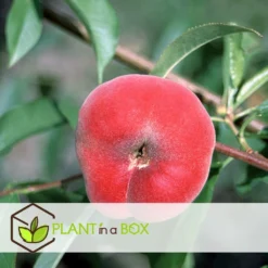 Pêcher De Vigne - Pot ⌀15cm - H.60-70cm (hauteur Pot Incluse) -Jardin Luxueux Pas Cher Magasin 628c216ed2ae19.01599514