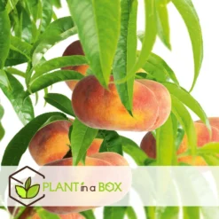 Pêcher De Vigne - Pot ⌀15cm - H.60-70cm (hauteur Pot Incluse) -Jardin Luxueux Pas Cher Magasin 628c216ed6d8f1.92904052