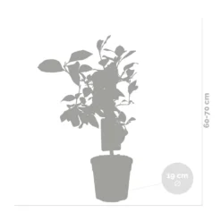 Citrus Limon - Citronnier - Arbre Fruitier - Persistant - ⌀19 Cm - ↕60-70 Cm -Jardin Luxueux Pas Cher Magasin 63eb9122569ca4.52964047