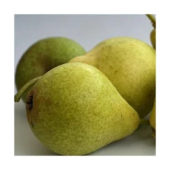 Poirier Communis Bon Chretien William/pot De 10l - Gobelet 2 Ans -Jardin Luxueux Pas Cher Magasin 63f4d1ec096f51.86396395