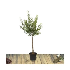 Poirier Communis Beurré Hardy/pot De 10l - Gobelet 2 Ans -Jardin Luxueux Pas Cher Magasin 63f4d1fd699904.34815299