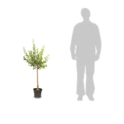 Poirier Communis Beurré Hardy/pot De 10l - Gobelet 2 Ans -Jardin Luxueux Pas Cher Magasin 63f4d1fd763c32.78670844