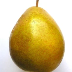 Poirier Communis Beurré Hardy/pot De 10l - Gobelet 2 Ans