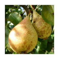 Poirier Communis Beurré Hardy/pot De 10l - Gobelet 2 Ans -Jardin Luxueux Pas Cher Magasin 63f4d1fd7d0c69.33293514