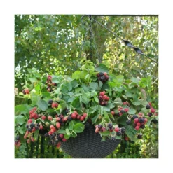 Mûre Fruticosus Black Cascade®/pot De 1,5l - Tuteur Bambou 30/60 Cm