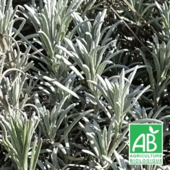 Lavande X Intermedia Super Bio/lot De 9 Godets