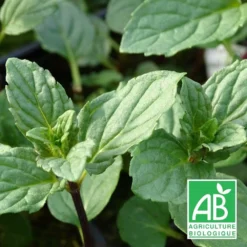 Menthe Réglisse Bio/lot De 3 Godets