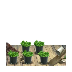 Thym Précoce Praecox Albiflorus/lot De 5 Godets -Jardin Luxueux Pas Cher Magasin 63f4f0059f9d86.44645459
