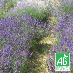 Lavandin Grosso Bio/lot De 3 Godets