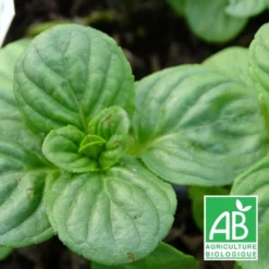 Menthe Aquatique Bio/lot De 5 Godets