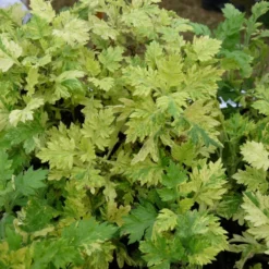 Armoise Commune Panachée Bio/lot De 3 Godets -Jardin Luxueux Pas Cher Magasin 63f4f19f3d5a15.86502739