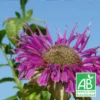 Monarde Scorpion Bio/lot De 9 Godets