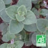 Origan Hot And Spicy Bio/lot De 9 Godets