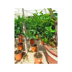 Citrus Sinensis (oranger) Blanc - Taille Pot De 4 Litres - 30/50 Cm -Jardin Luxueux Pas Cher Magasin 640394663e45d1.54346571
