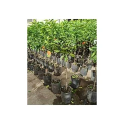 Citrus Sinensis (oranger) Blanc - Taille Pot De 4 Litres - 30/50 Cm -Jardin Luxueux Pas Cher Magasin 64039466471553.27725496