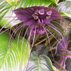 Kit De Culture - Fleur Chauve-souris - 10 Graines - Tacca Chantrieri -Jardin Luxueux Pas Cher Magasin 64063aa2c74683.42165592