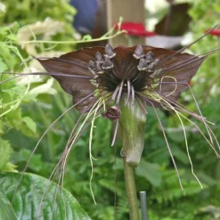 Kit De Culture - Fleur Chauve-souris - 10 Graines - Tacca Chantrieri -Jardin Luxueux Pas Cher Magasin 64063aa2cd2625.34699731