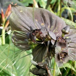 Kit De Culture - Fleur Chauve-souris - 10 Graines - Tacca Chantrieri -Jardin Luxueux Pas Cher Magasin 64063aa2db9035.02599166