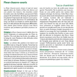 Kit De Culture - Fleur Chauve-souris - 10 Graines - Tacca Chantrieri -Jardin Luxueux Pas Cher Magasin 64063aa2e09686.92559263