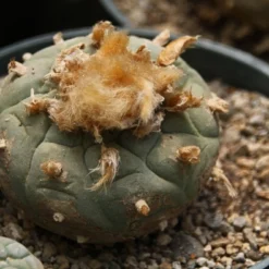 Kit De Culture - Peyotl - 20 Graines - Lophophora Williamsii -Jardin Luxueux Pas Cher Magasin 64063bf0bf0996.39593410