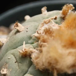 Kit De Culture - Peyotl - 20 Graines - Lophophora Williamsii -Jardin Luxueux Pas Cher Magasin 64063bf0c4d7c7.15157855