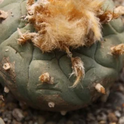 Kit De Culture - Peyotl - 20 Graines - Lophophora Williamsii -Jardin Luxueux Pas Cher Magasin 64063bf0c9c6c3.02573478