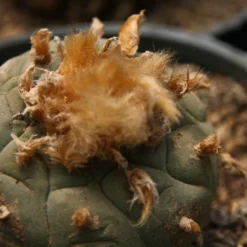 Kit De Culture - Peyotl - 20 Graines - Lophophora Williamsii -Jardin Luxueux Pas Cher Magasin 64063bf0d36634.34846824