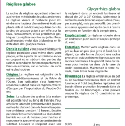 Kit De Culture - Réglisse Glabre - 30 Graines - Glycyrrhiza Glabra -Jardin Luxueux Pas Cher Magasin 64064109ee4422.78800573