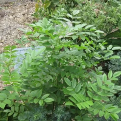 Kit De Culture - Réglisse Glabre - 30 Graines - Glycyrrhiza Glabra -Jardin Luxueux Pas Cher Magasin 6406410a16bf83.47783647